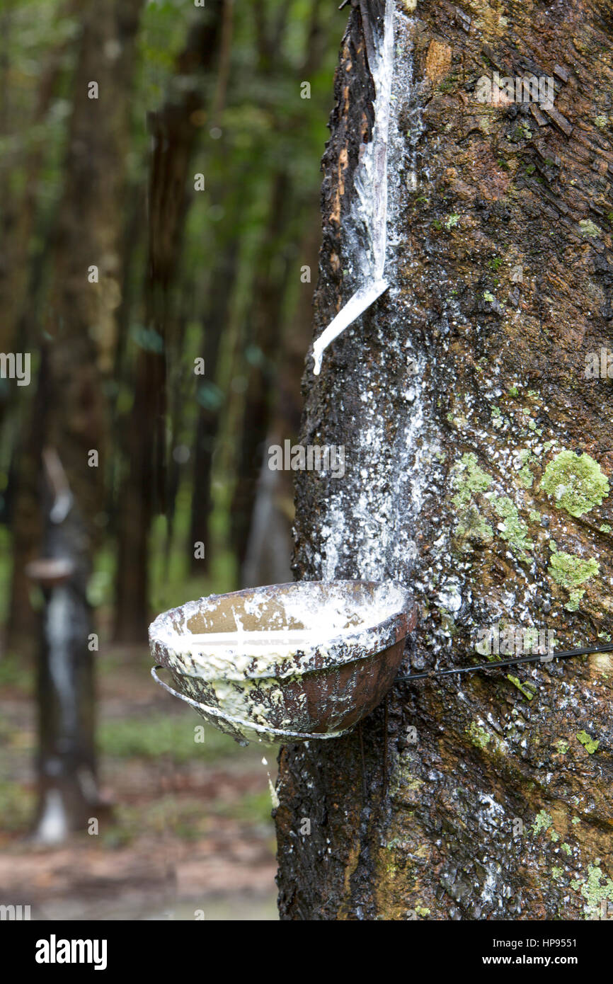 Gocciolamento di lattice nella coppa di raccolta, gomma di piantagione di alberi 'Hevea Brasiliensis' , mezzo spirale di incisione. Foto Stock