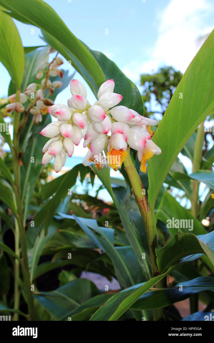 Fiori esotici Foto Stock