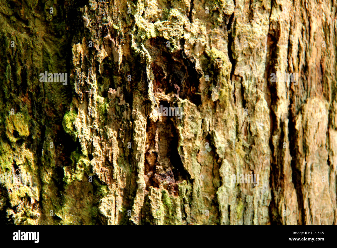 Il tronco è lo stelo e il principale asse di legno di un albero, il quale è una funzione importante nella struttura ad albero di identificazione. Foto Stock