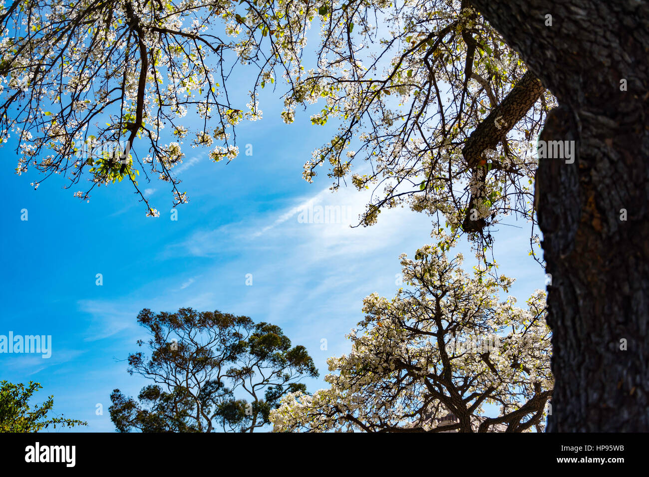 Primavera a San Diego, California Foto Stock