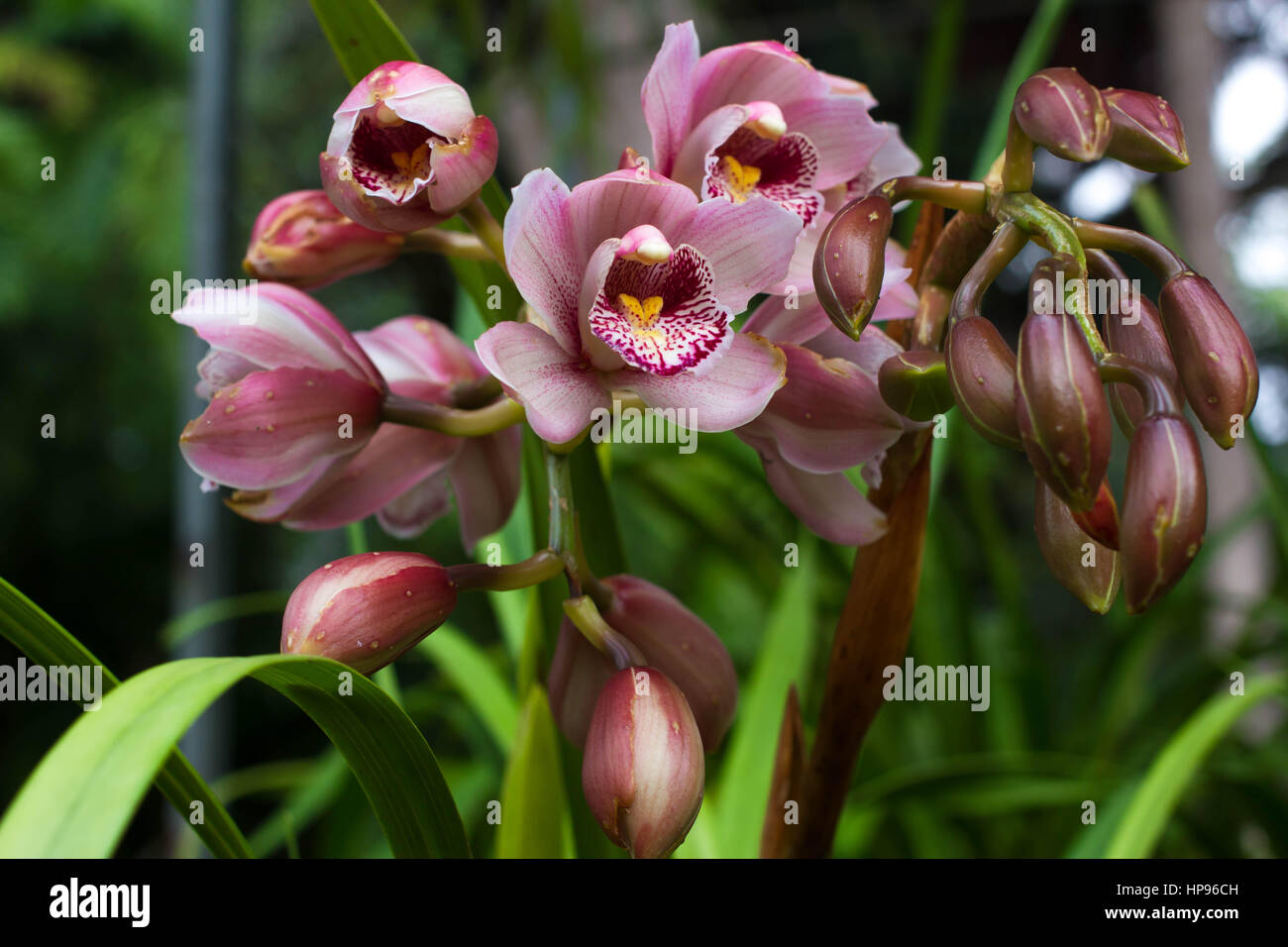 Cymbidium rosa in pentola. Fiore e gambo barca orchid Foto Stock