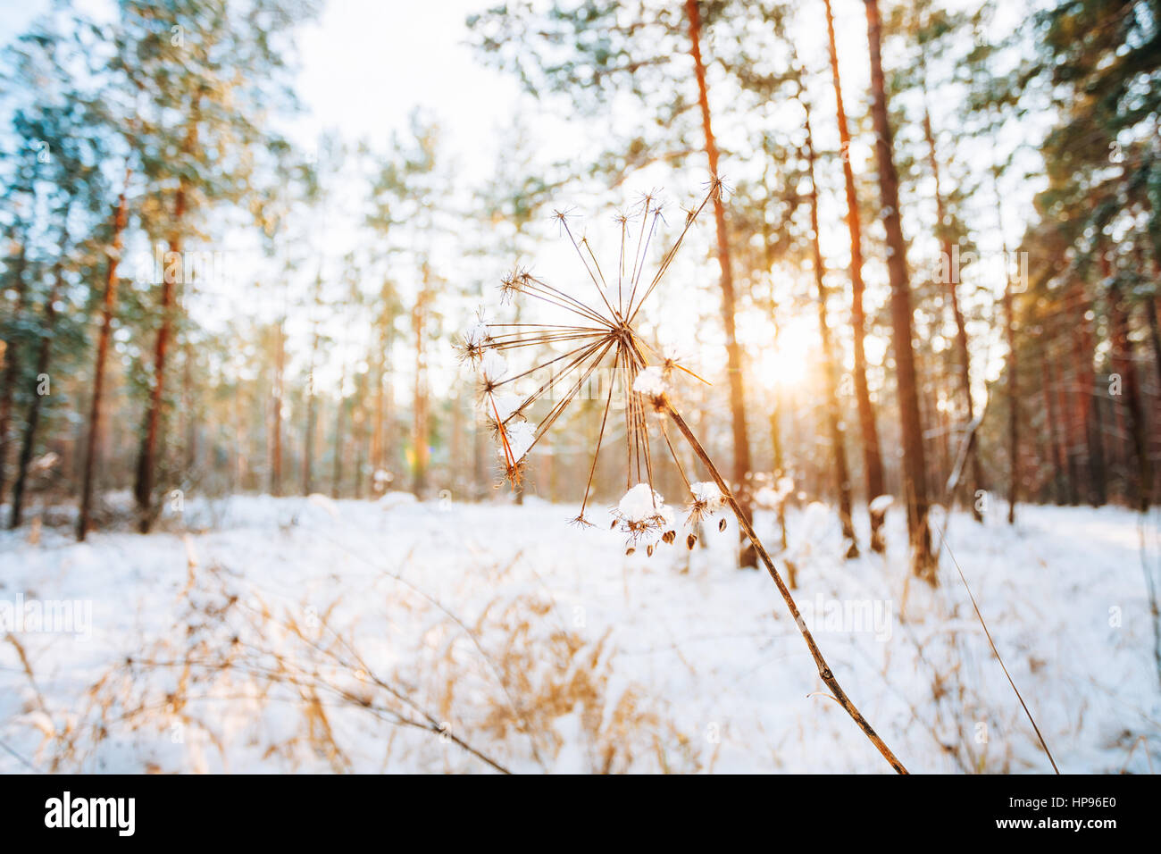 Bellissimo il gambo di erba secca nel tramonto o l'alba del sole nel bosco innevato paesaggio. Foresta di inverno Foto Stock