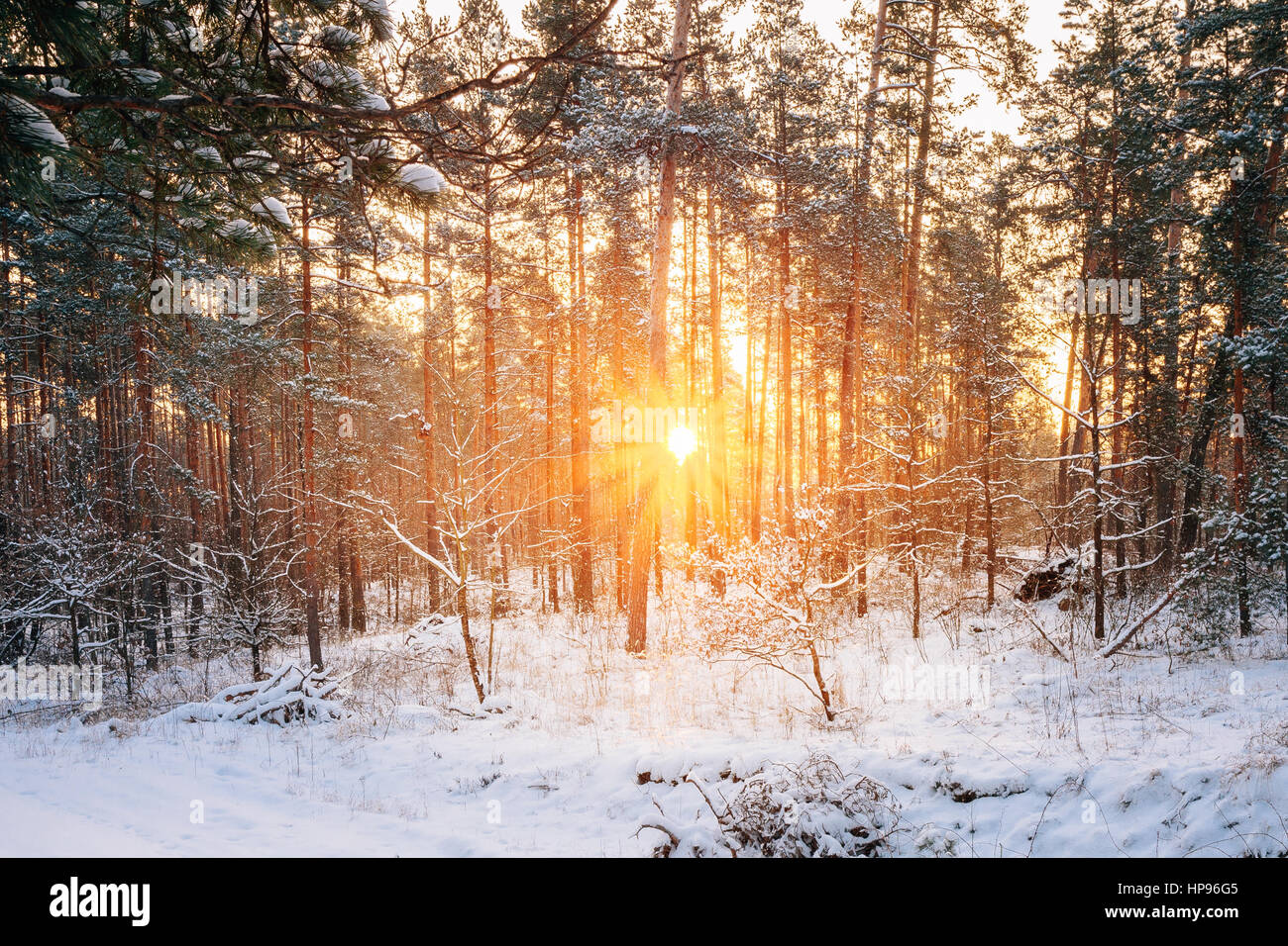 Il tramonto o l'alba nel bosco innevato paesaggio. Sun Sunshine con luce naturale e di raggi del sole attraverso boschi di alberi in foresta d'inverno. Bellissima Scenic Vi Foto Stock
