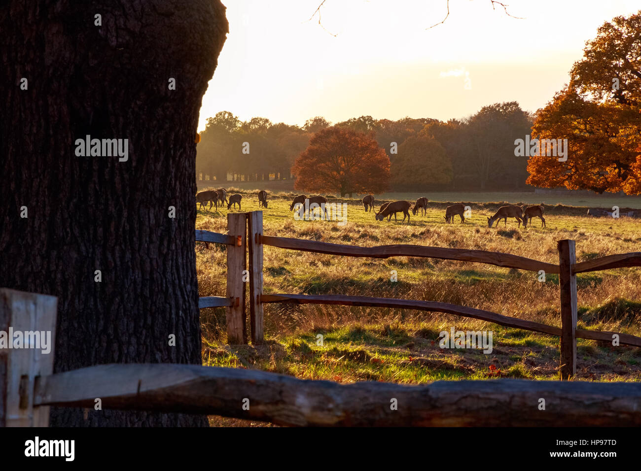 Allevamento di daini in Richmond Park, Londra Foto Stock
