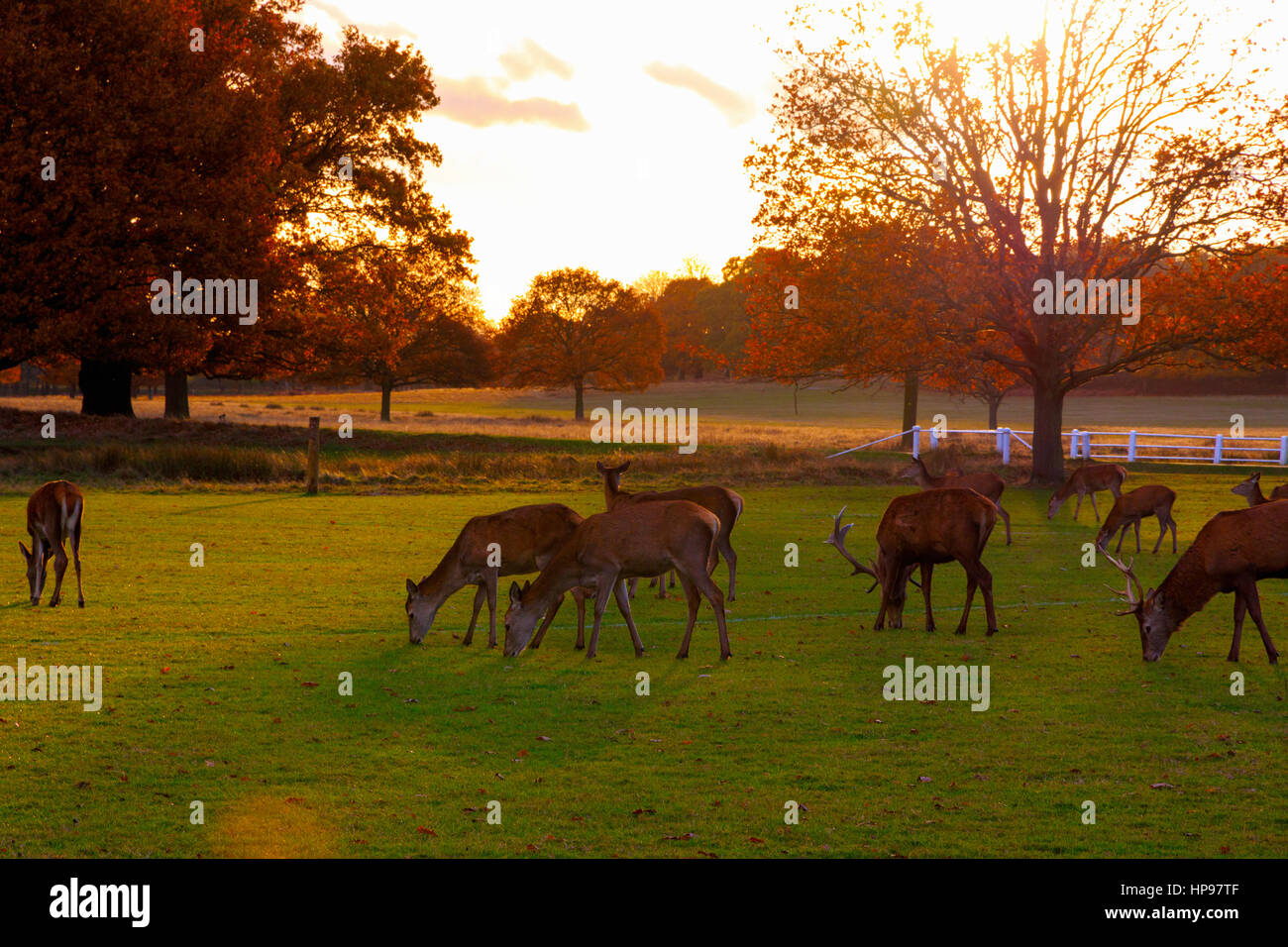 Allevamento di daini in Richmond Park, Londra Foto Stock