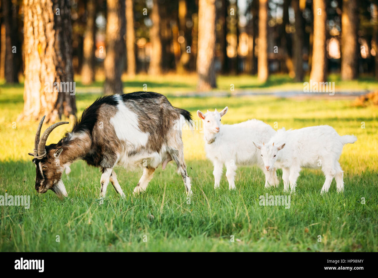 Capra e due Capretto su pascolo verde erba estiva in una giornata di sole. Gli animali della fattoria Foto Stock