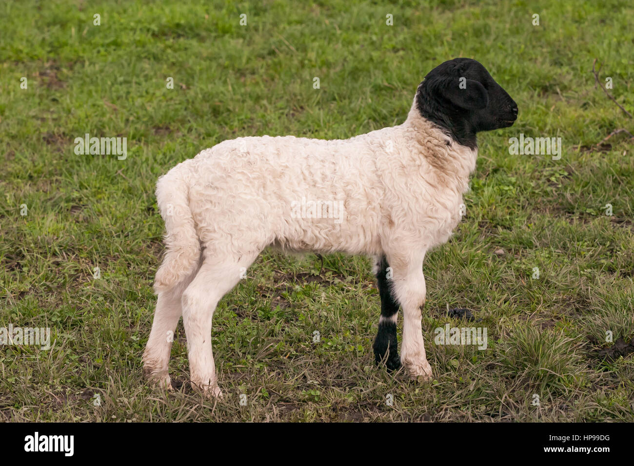 Yound agnello il peering intorno - shot presi su un prato accanto a Stolberg, NRW, Renania settentrionale-Vestfalia, Germania, Europa Foto Stock