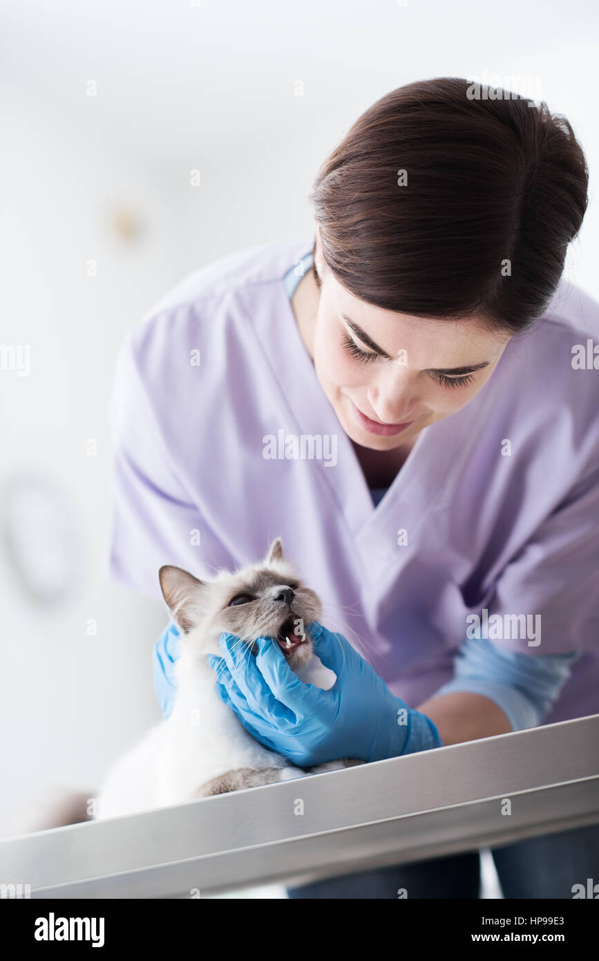 Professional veterinario esaminando un gatto sul tavolo chirurgico, pet healthcare concept Foto Stock