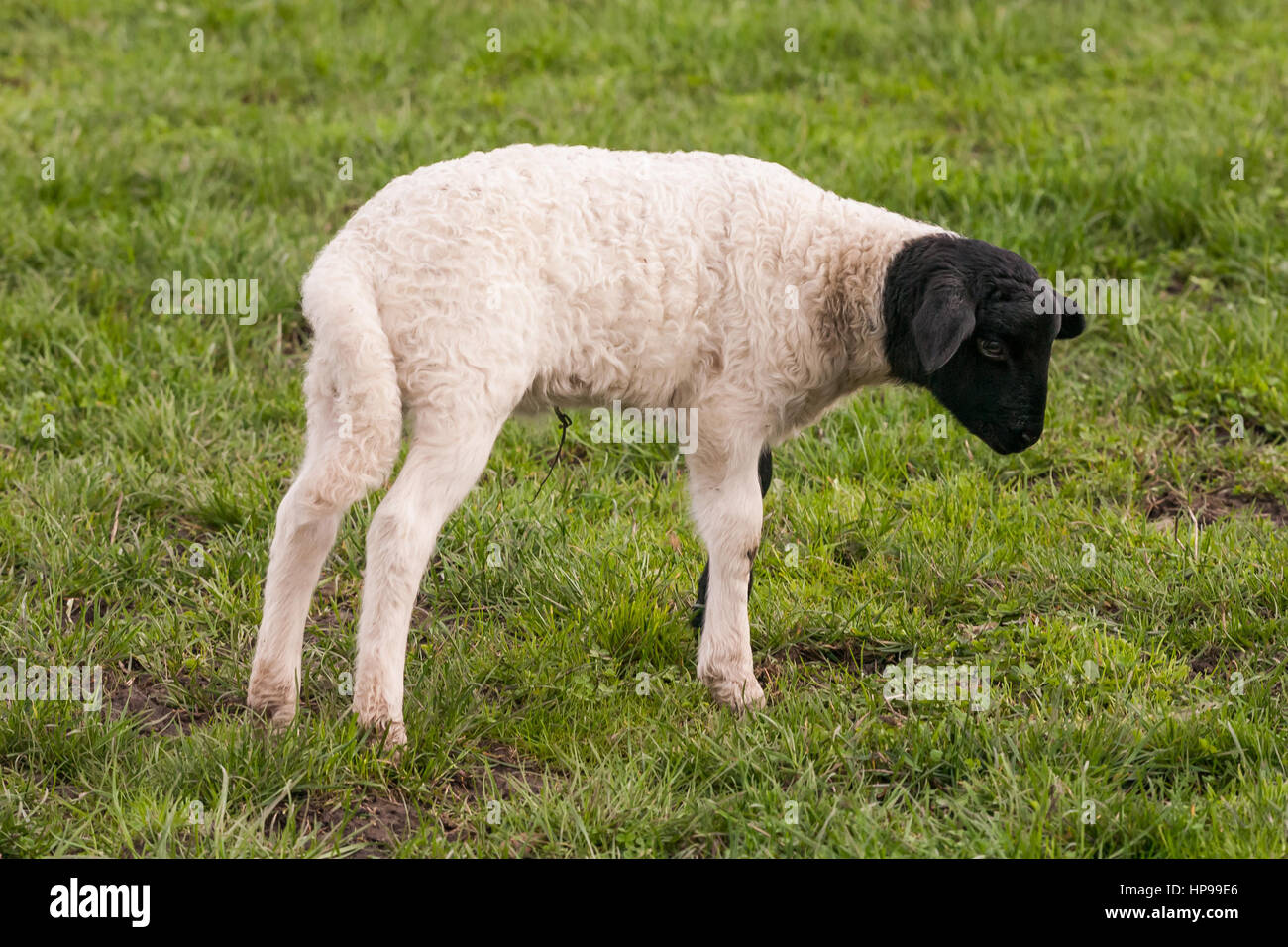 Yound agnello il peering intorno - shot presi su un prato accanto a Stolberg, NRW, Renania settentrionale-Vestfalia, Germania, Europa Foto Stock