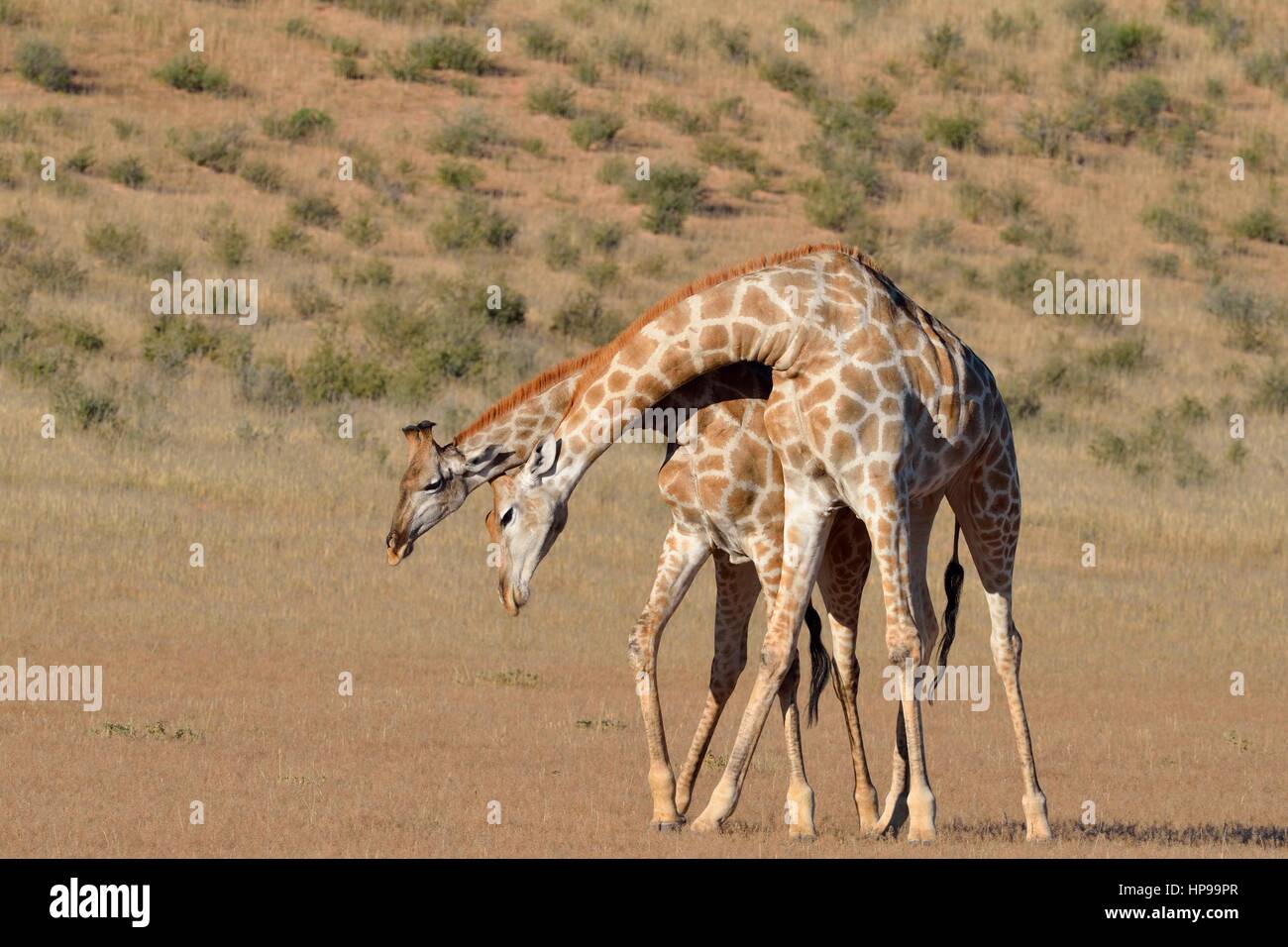 South African giraffe (Giraffa camelopardalis giraffa), due tori combattimenti, Kgalagadi Parco transfrontaliero, Northern Cape, Sud Africa e Africa Foto Stock