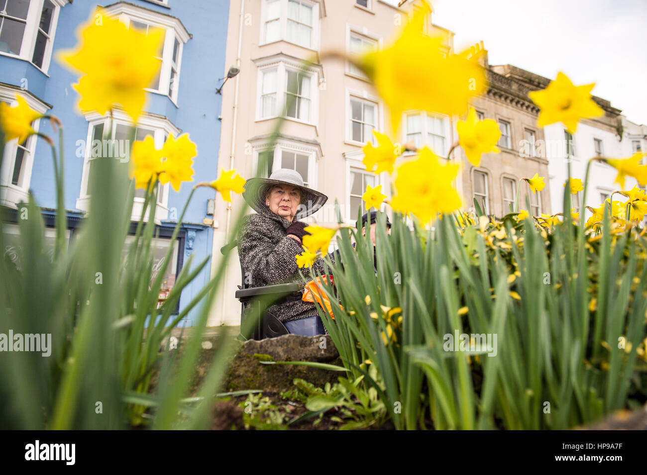 I narcisi in fiore a Tenby, West Wales, dove le temperature miti hanno attirato visitatori della zona come unseasonably caldo prende in mano in tutto il Regno Unito. Foto Stock