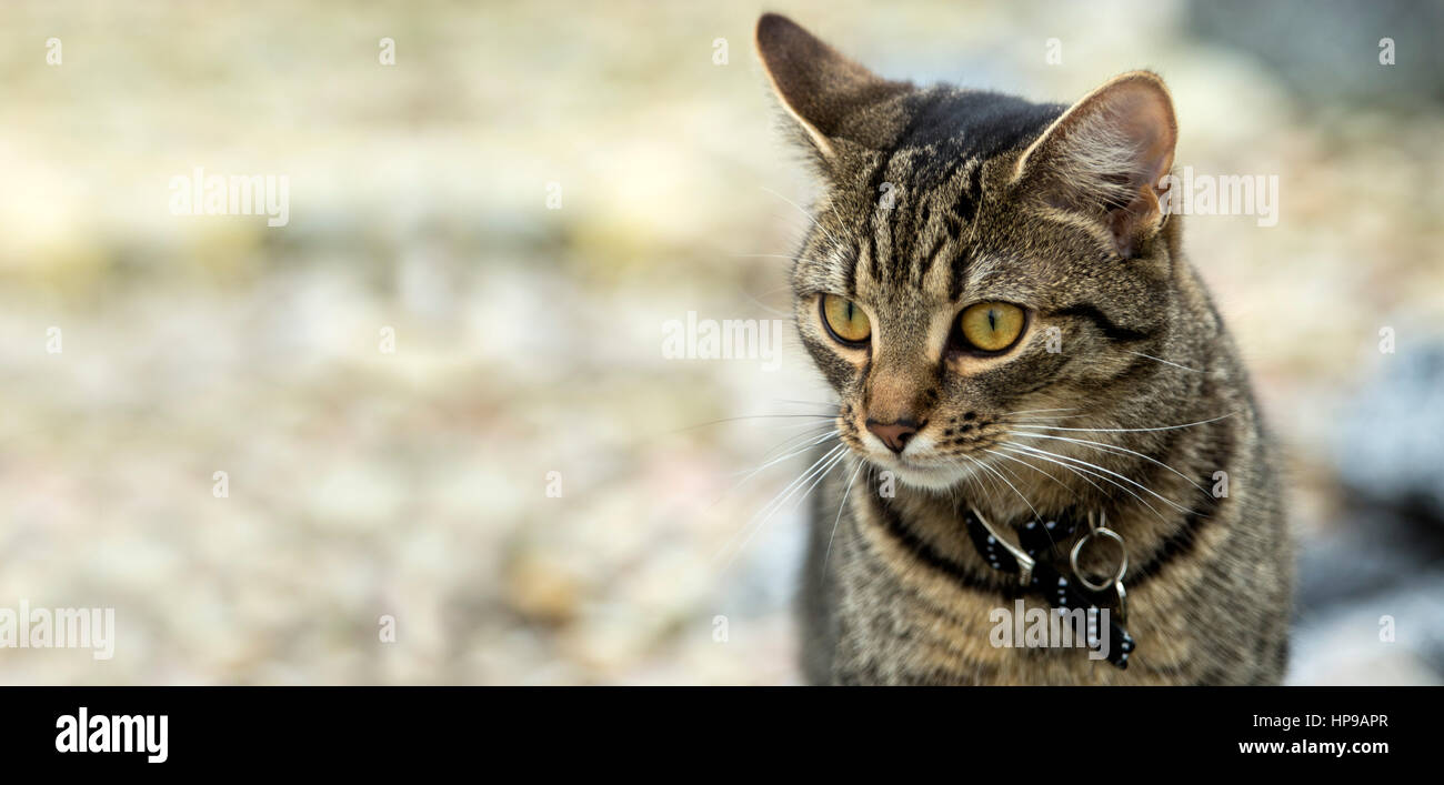 Giovani tabby bengala gatto gattini 9 mesi mimetizzata contro lo sfondo di un giardino Foto Stock