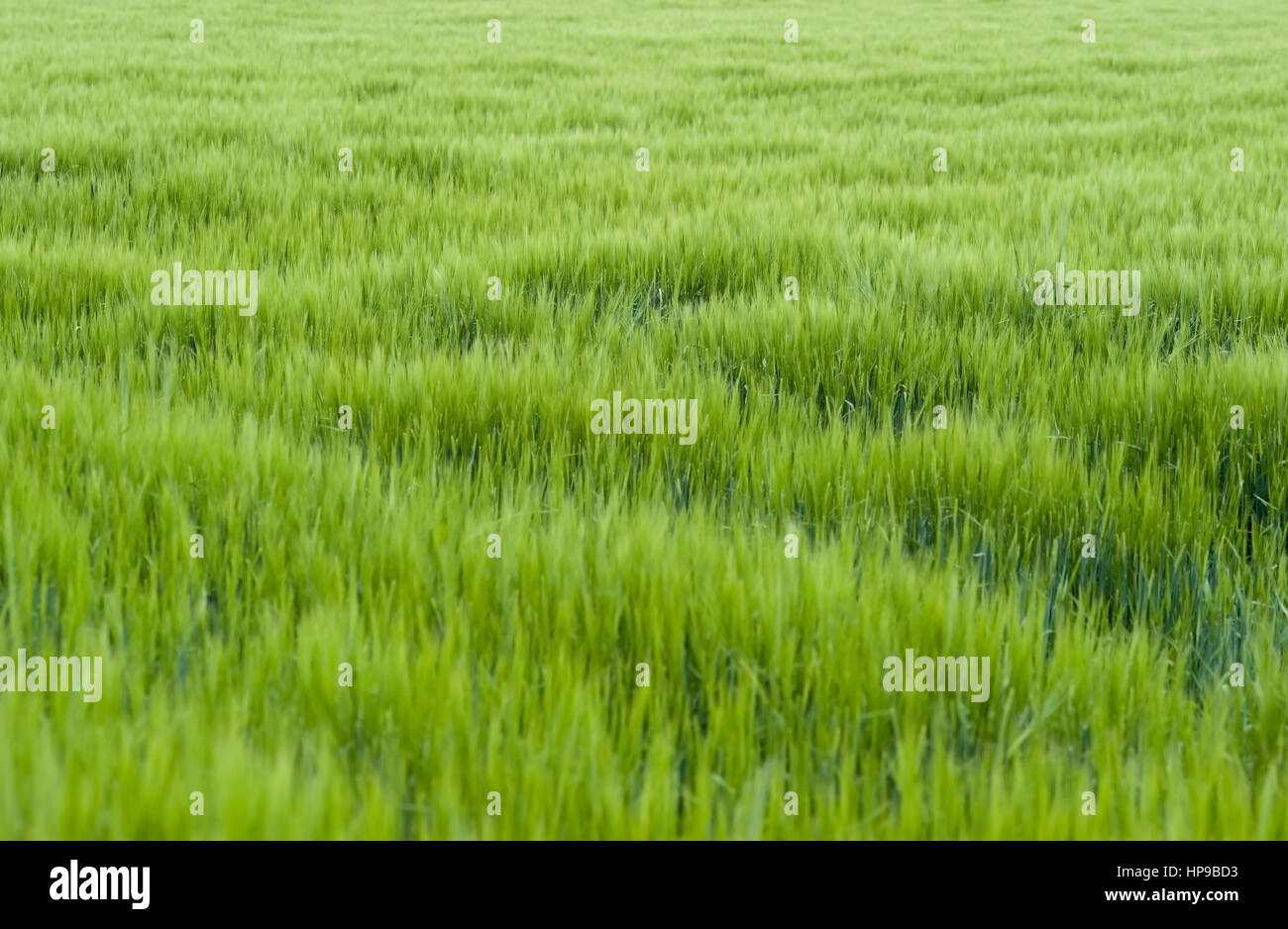 Gruenes Getreidefeld, Fruehsommer - verde cornfield Foto Stock