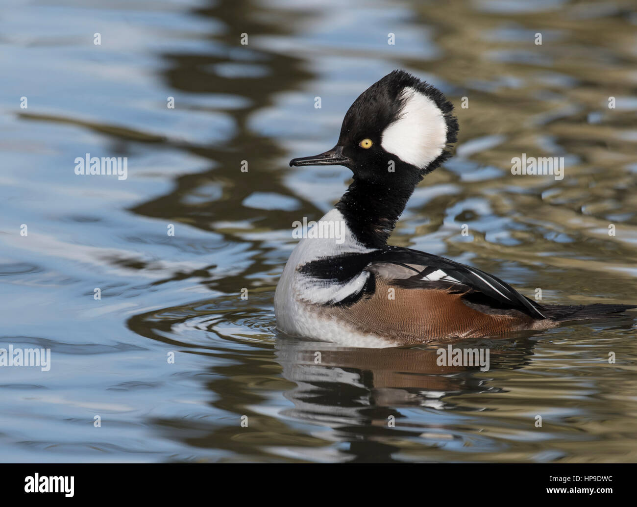 Hooded Merganser Foto Stock