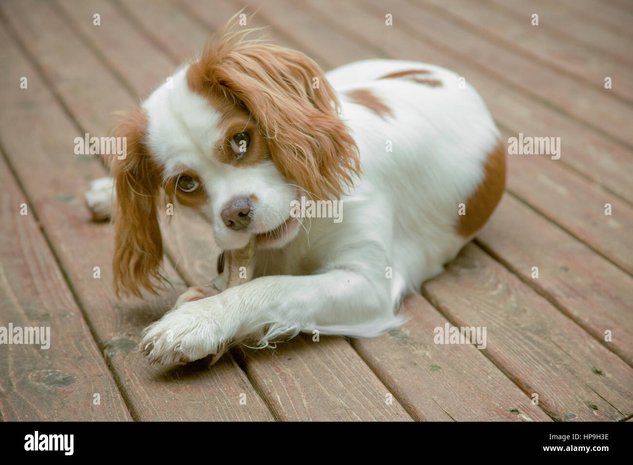 Mandy, un 7 mesi Cavalier King Charles Spaniel, masticare su un osso mentre giaceva sul nostro ponte di legno in Issaquah, WA Foto Stock