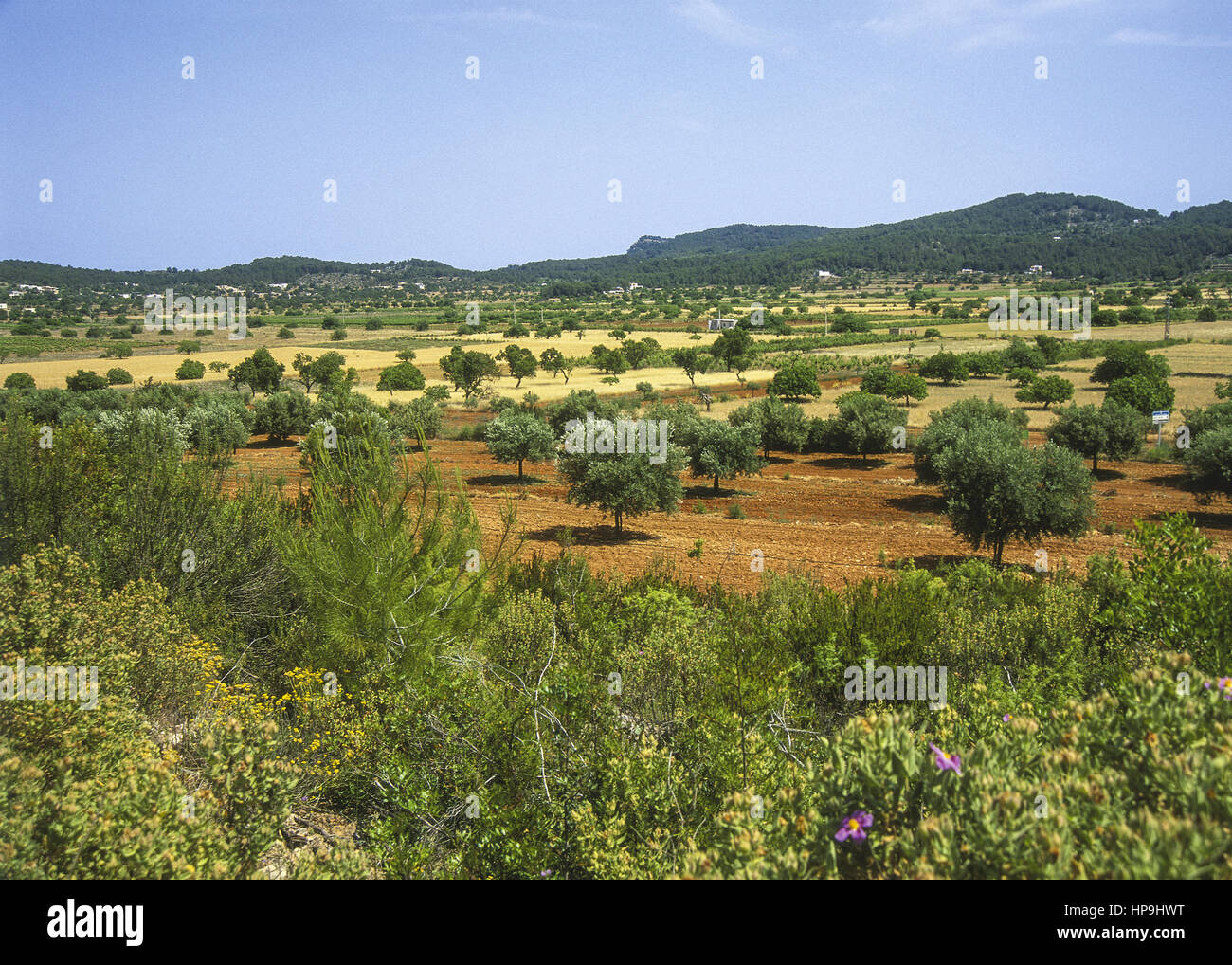 Landschaft mit roter erde, Santa Agnese de corona, ibiza, spanien Foto Stock