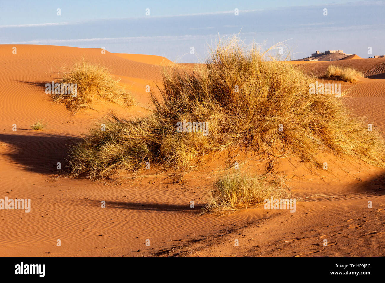 Merzouga, Marocco. Vegetazione nel deserto. Foto Stock