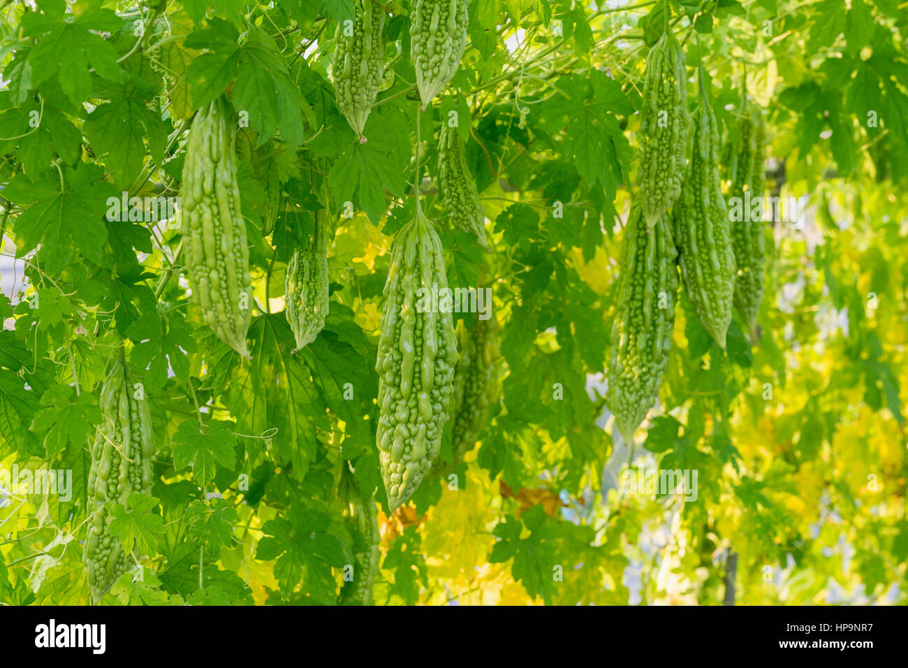 Gourd amaro appeso su una vite nel giardino del campo Foto Stock