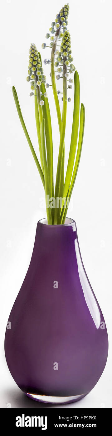 Mini-hyazinthen in vaso Foto Stock