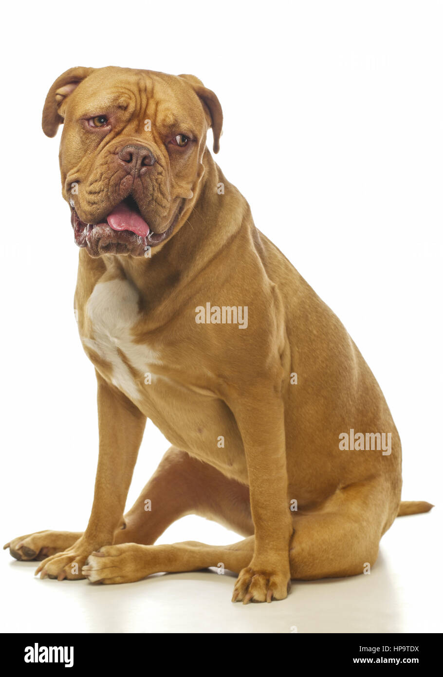 Sitzende bordeaux-dogge Foto Stock