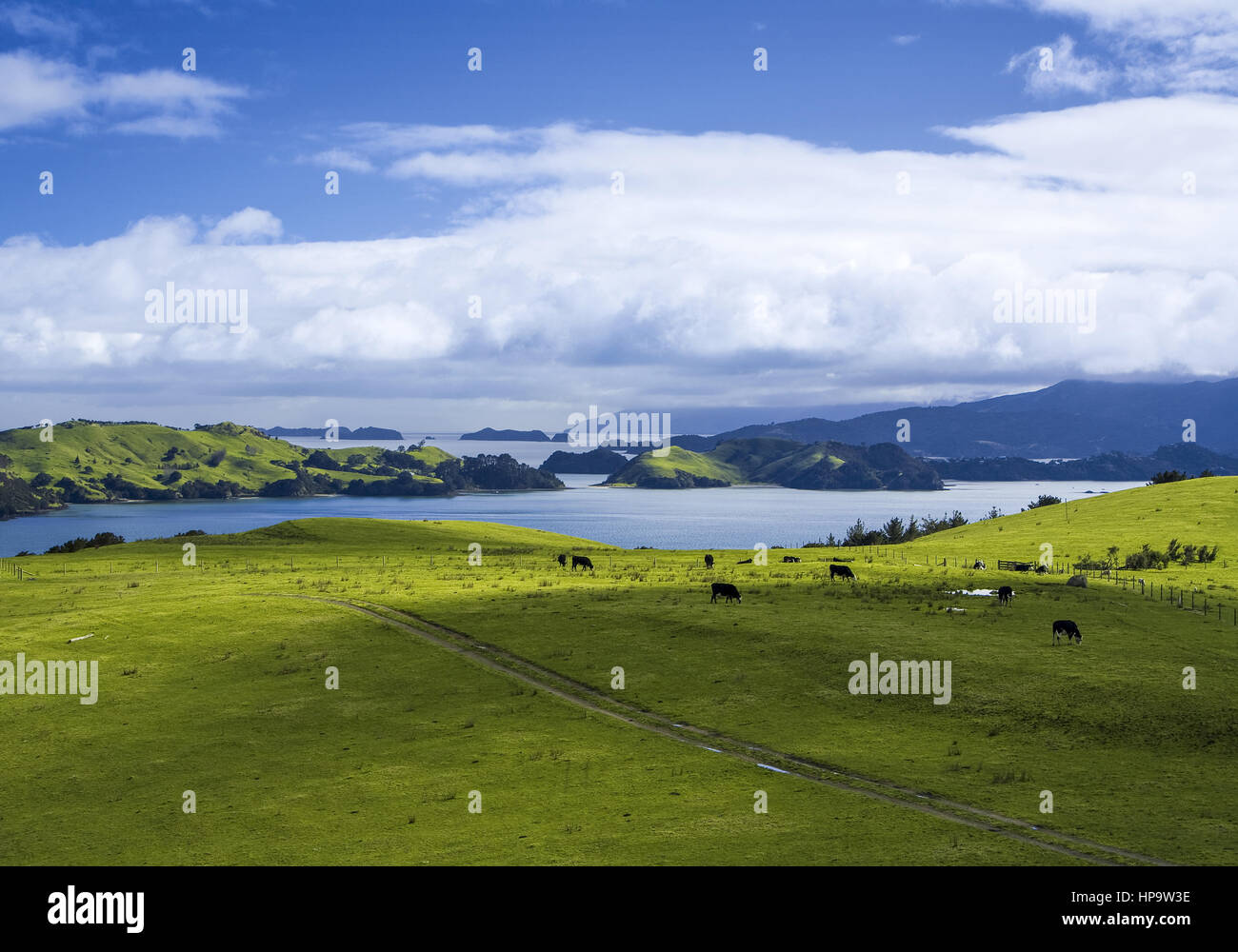 Neuseeland, nordinsel, halbinsel coromandel Foto Stock