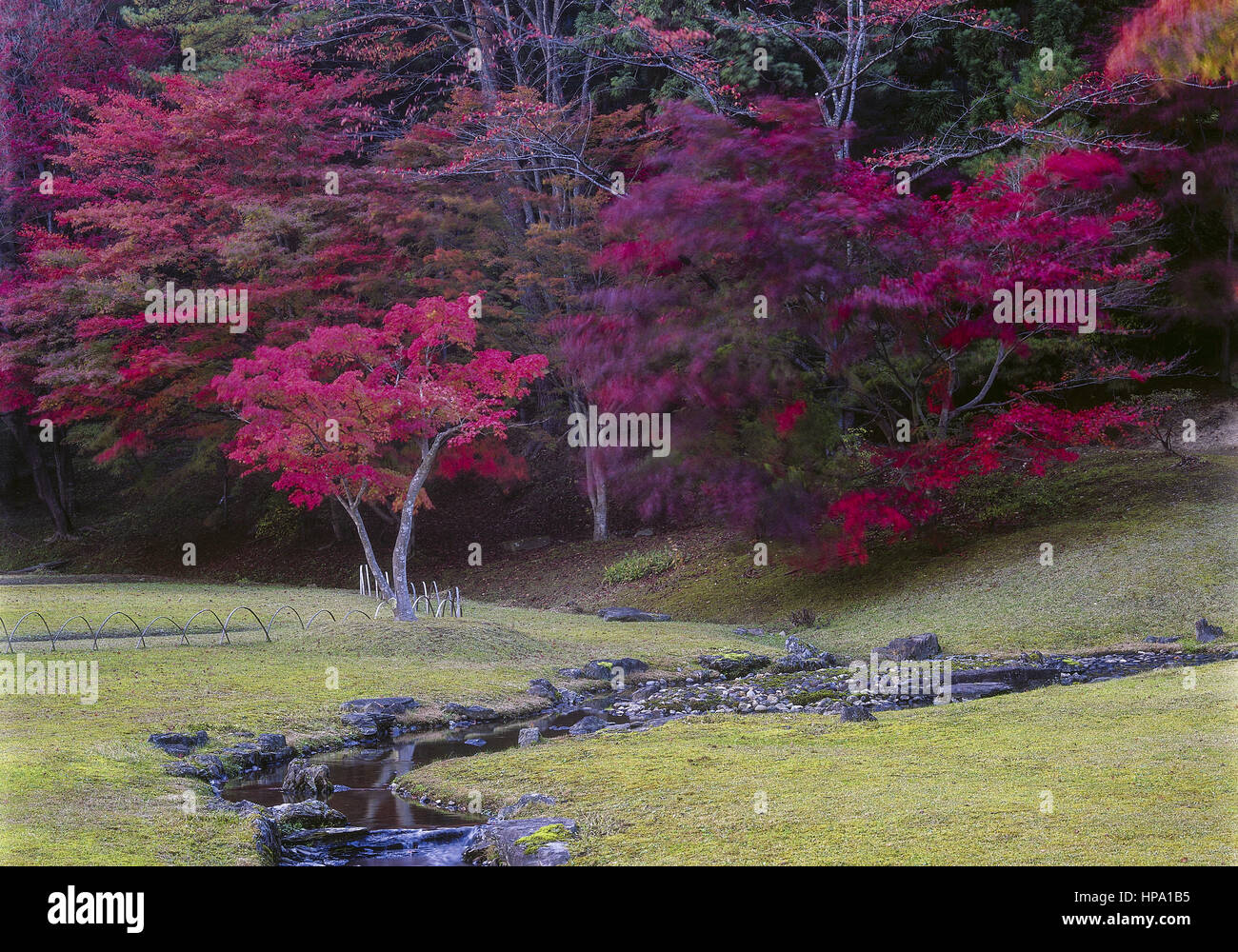 Rote ahornbaeume nel parco herbstlichem, Giappone Foto Stock