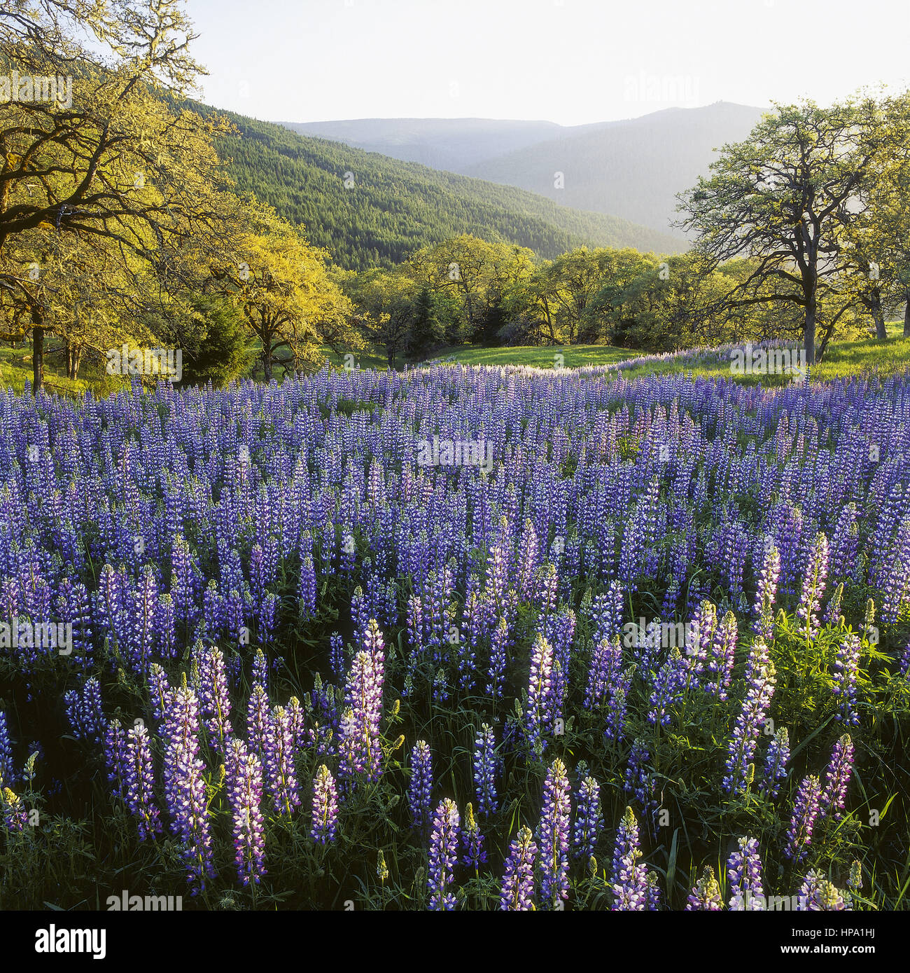 Wiesen mit bluehenden lupinen in bewaldeter, herbstlicher huegellandschaft Foto Stock