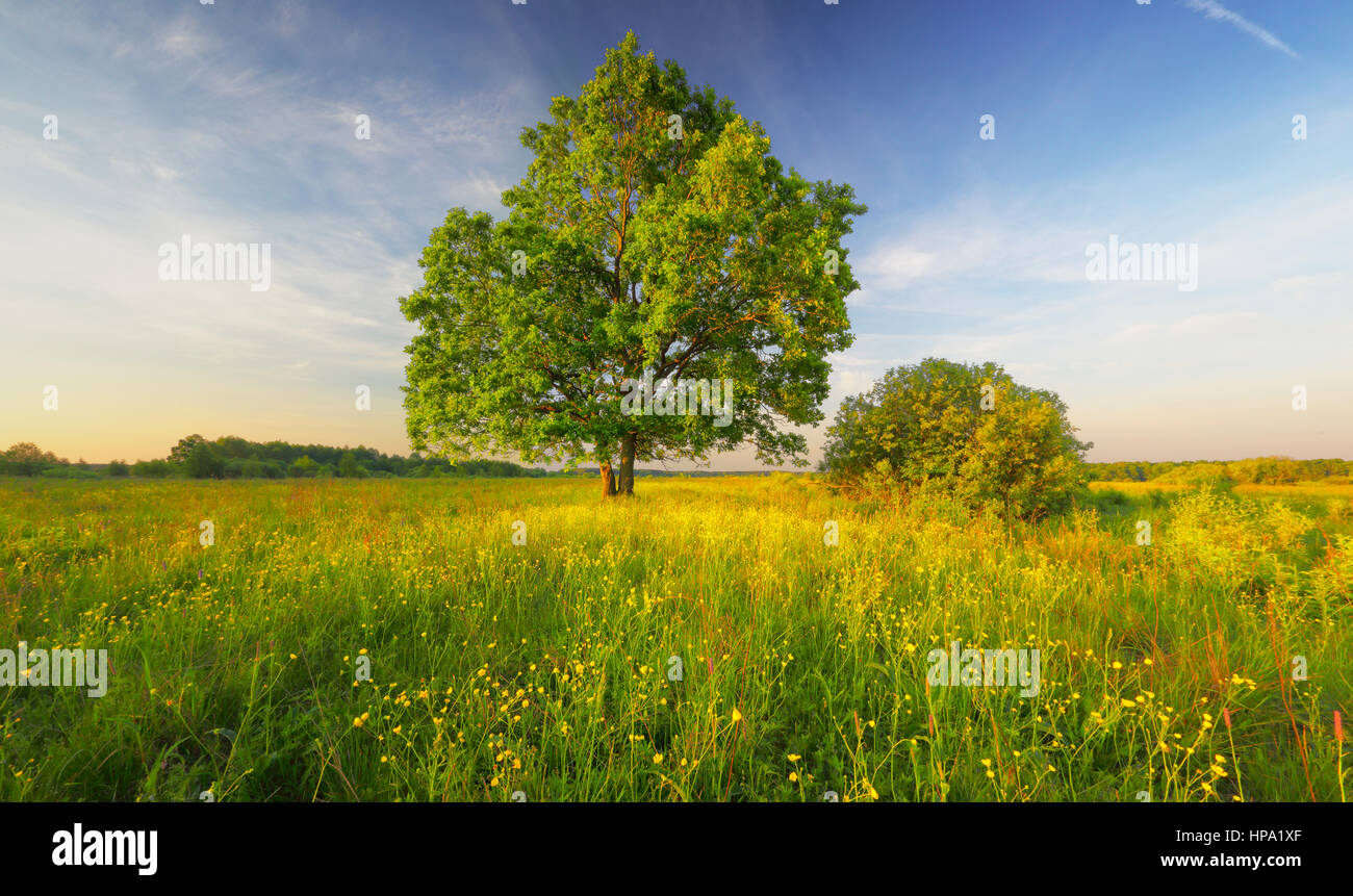 Un albero verde di Prato. Blue Sky oltre al fiore di prato. Calda mattina di primavera paesaggio. Fiori gialli in erba verde nella luce del sole di mattina. Foto Stock