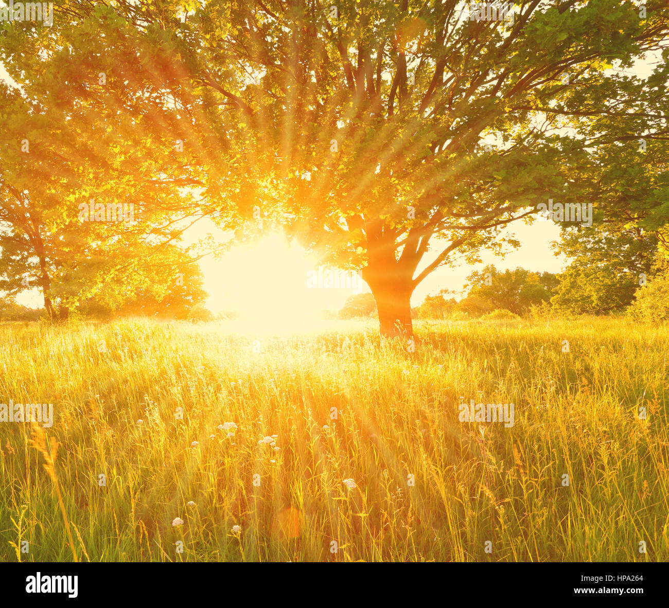 Estate colorato sfondo con raggi di sole. Luminosa mattina d'estate paesaggio. Sun fasci illuminano prato estivo al mattino. Foto Stock