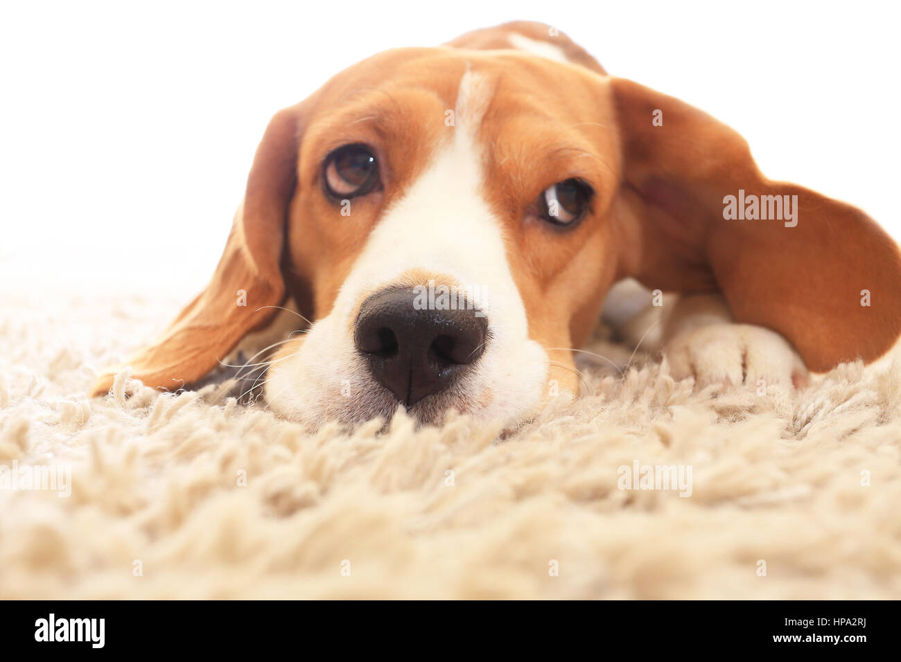Triste cane sul pavimento con grandi occhi aperti. Malati beagle sul tappeto. Soft focus del cane con orecchie a sventola su sfondo bianco. Foto Stock