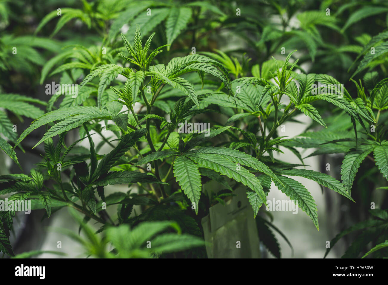 Fresh cut baby cannabis cloni in un medico di marijuana facility Foto Stock