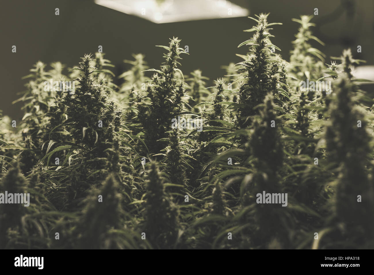 Un quadro giuridico per la marijuana medica crescere indoor op Foto Stock