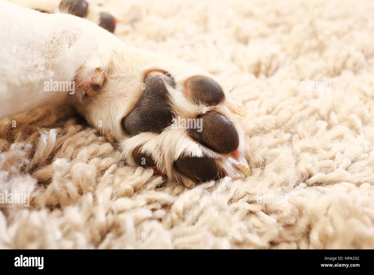 Zampa del cane di close-up. Beagle bianco zampa sul tappeto. Macro di bianco zampa del cane. Foto Stock