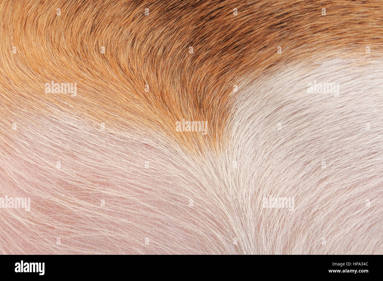 Cane bianco lana closeup. Bianco e Marrone di lana di beagle. Tessitura di lana di cane. Foto Stock