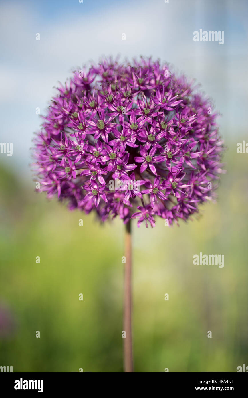 Allium in fiore in un giardino inglese Foto Stock