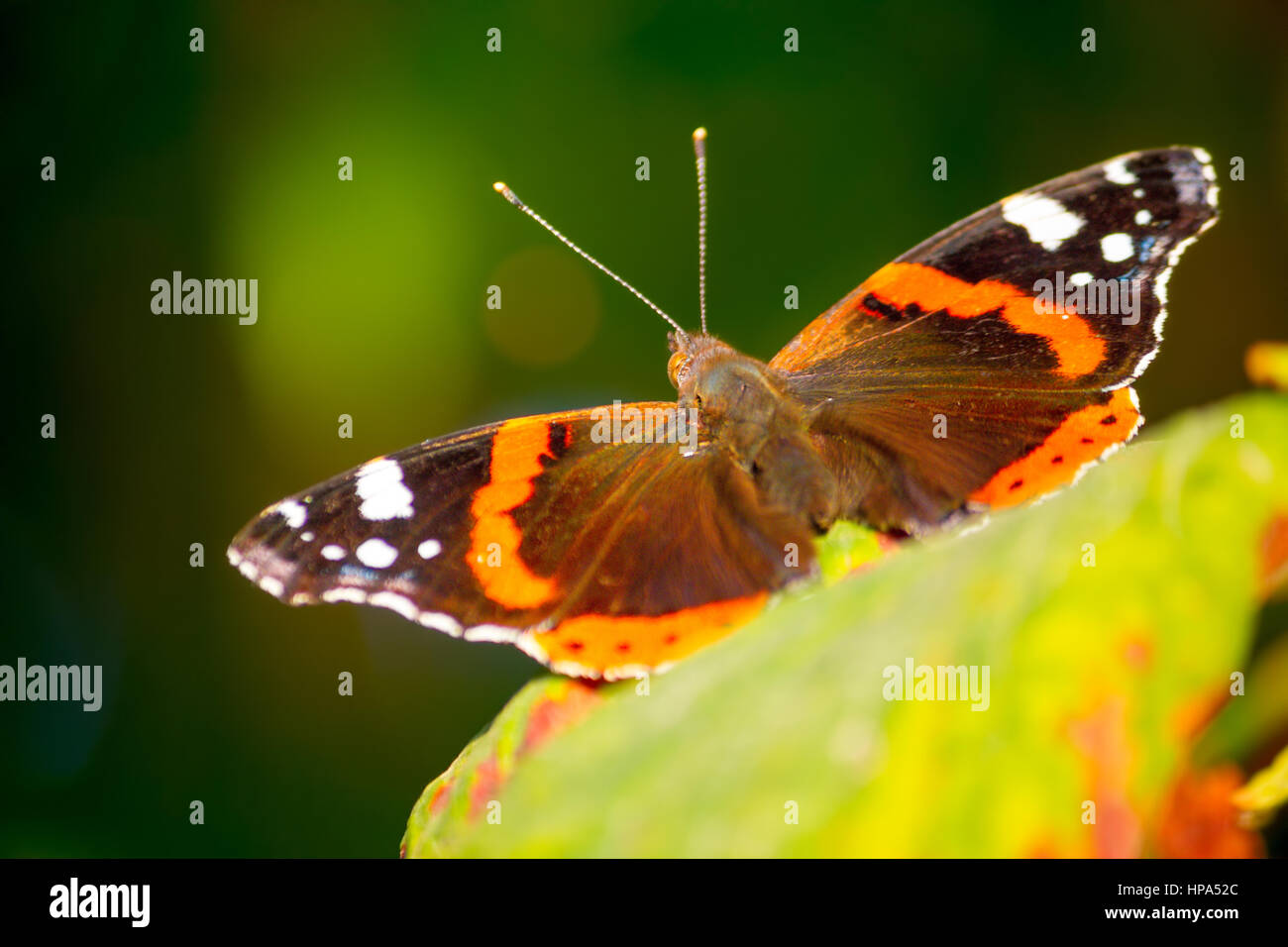 Red admiral butterfly (Vanessa Atalanta) seduto su una foglia con ali aperte Foto Stock