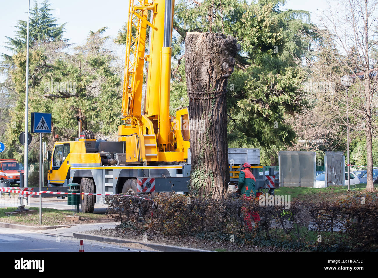 Il taglio di un grande albero in una città. Manutenzione del verde cittadino. Foto Stock