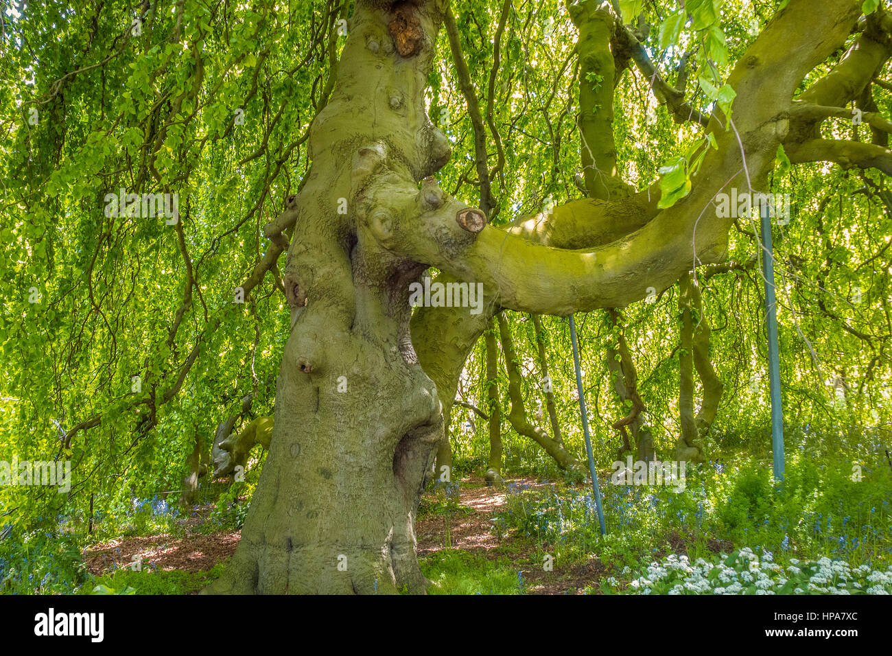 Europea di faggio, Pendula, Fagus sylvatica, Kew Gardens London REGNO UNITO Foto Stock