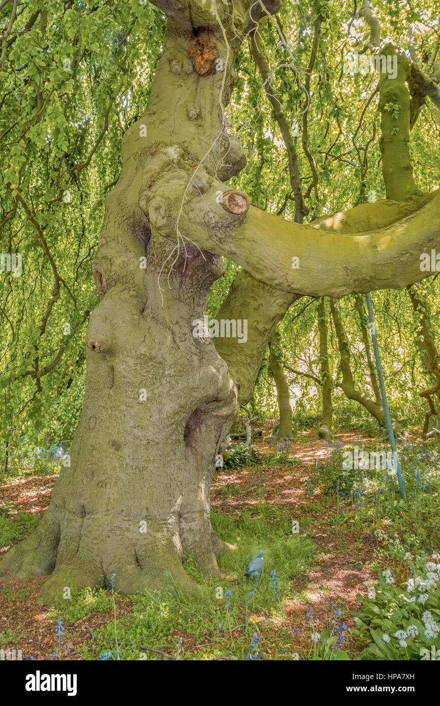 Europea di faggio, Pendula, Fagus sylvatica, Kew Gardens London REGNO UNITO Foto Stock
