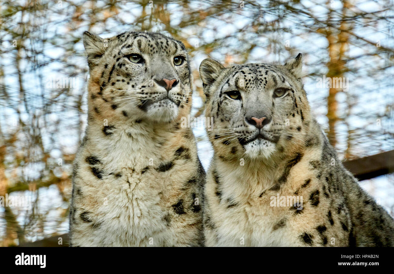 Snow Leopard giovane Foto Stock