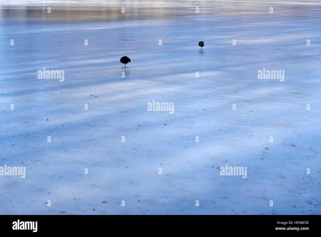 Due folaghe in piedi su una gamba sola su un lago ghiacciato di superficie Foto Stock