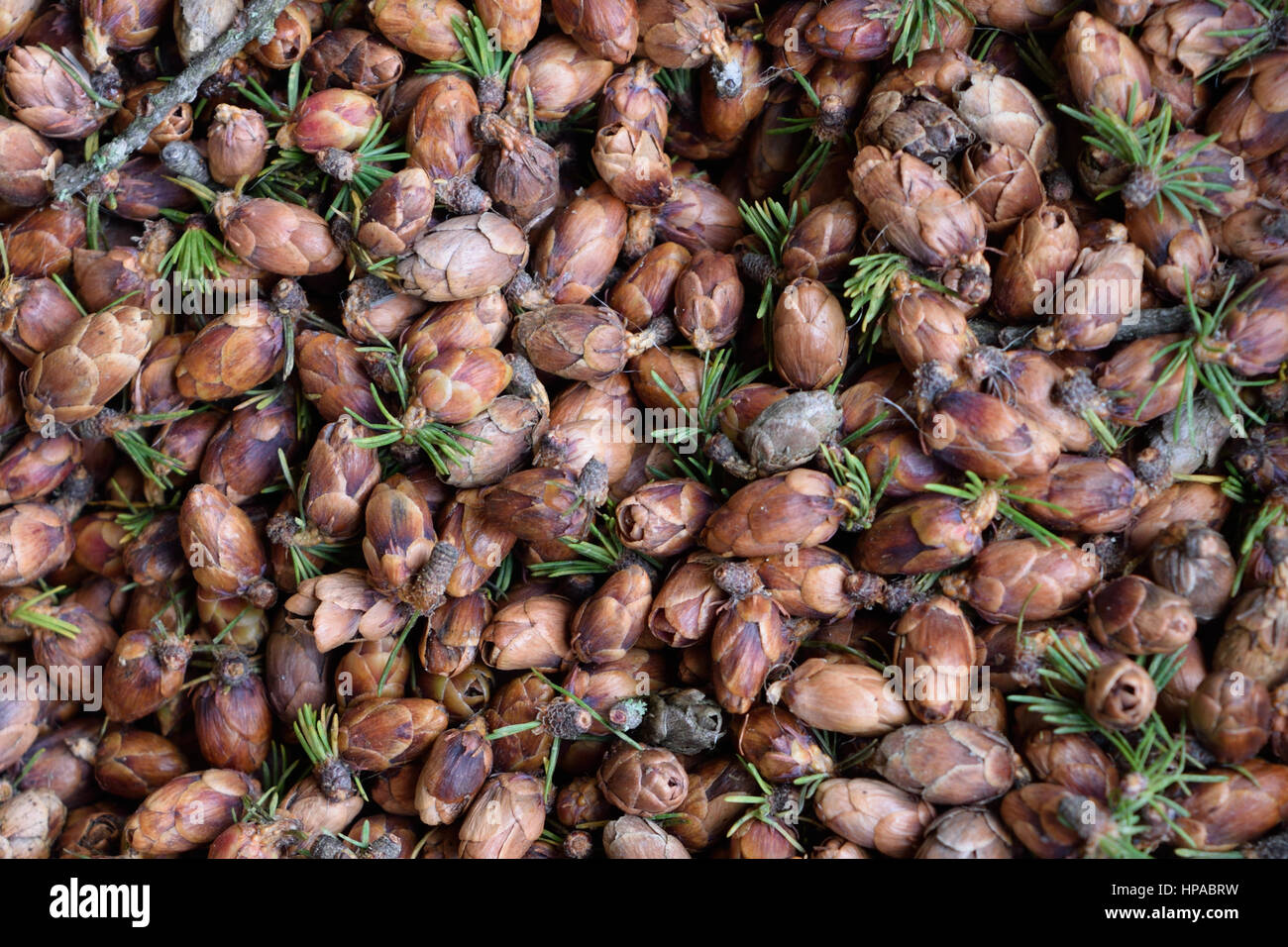 Tamarack Larice (Larix laricina) Cono Closeup dettaglio Foto Stock