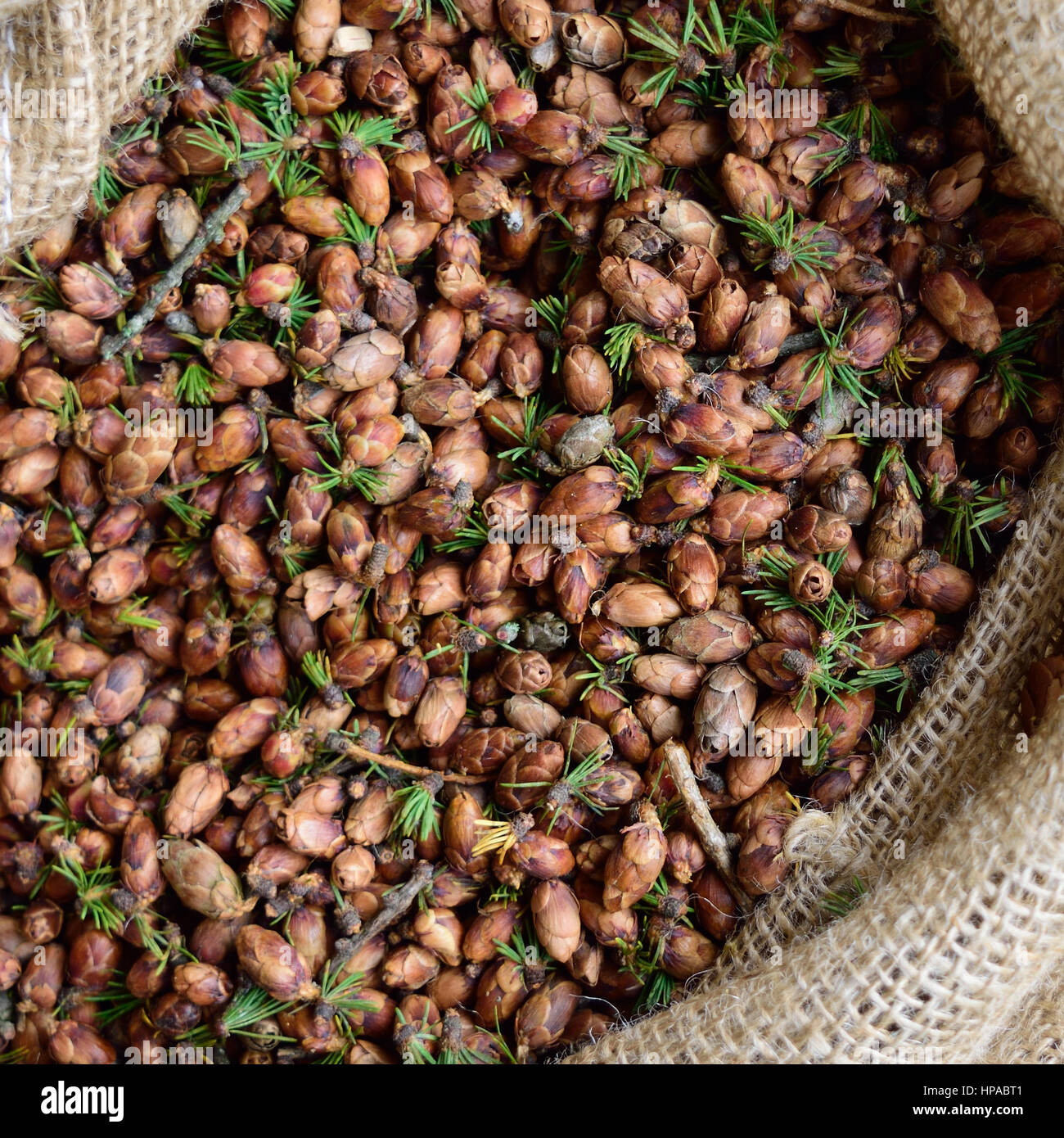 Primo piano di dettaglio Tamarack Larice (Larix laricina) coni nel sacco di tela Foto Stock