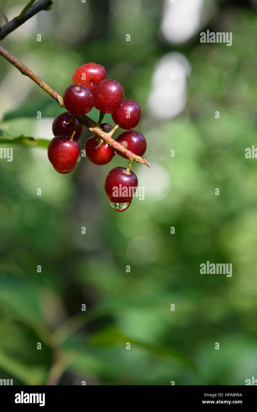 Chokecherries (Prunus virginiana) con Dewdrop Foto Stock