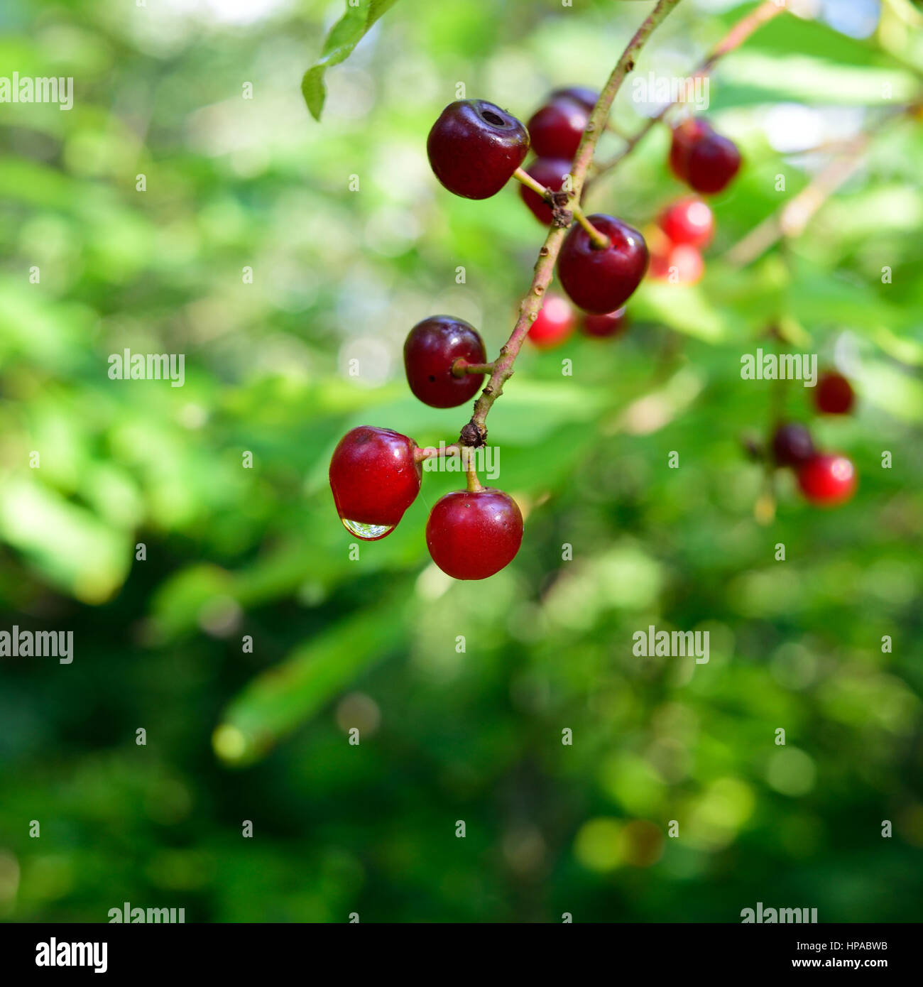 Primo piano della Chokecherries (Prunus virginiana) con Dewdrop Foto Stock