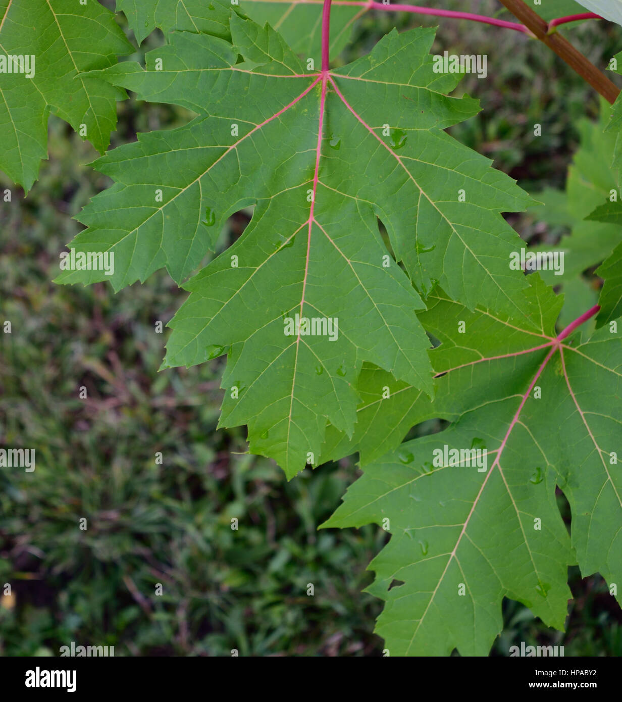 Argento (acero Acer saccharinum) lascia dopo una pioggia di estate Foto Stock