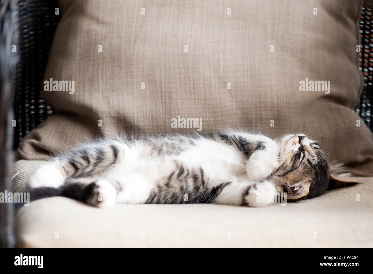 Tabby kitten giacente sul retro,dormire Foto Stock