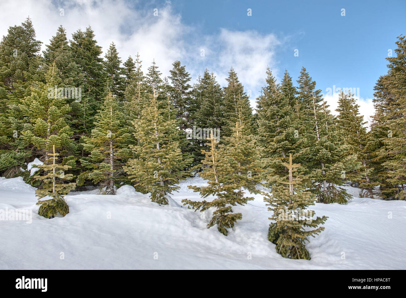 Paesaggio innevato Foto Stock