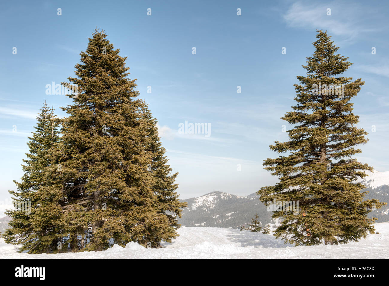Paesaggio innevato Foto Stock