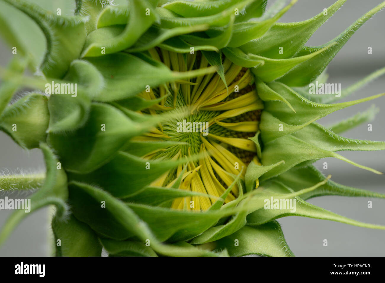 Giant girasole (Helianthus) Inizio per aprire Foto Stock